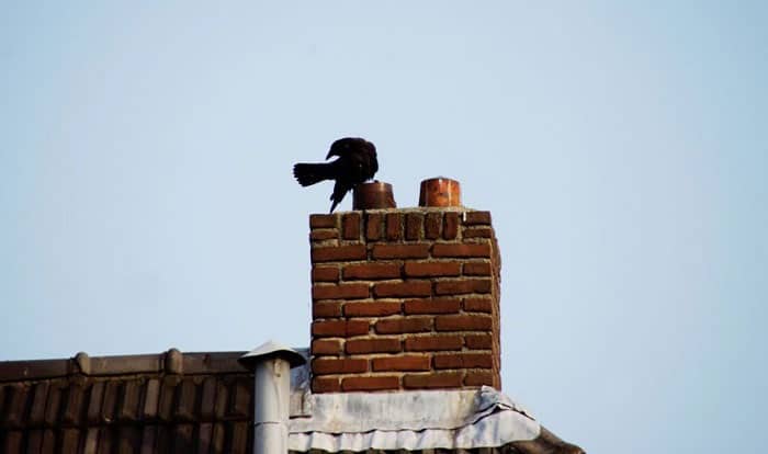 What Do I Do If I Have A Bird Stuck In My Chimney