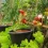 How to Embark on Your Journey to Start a Vegetable Garden