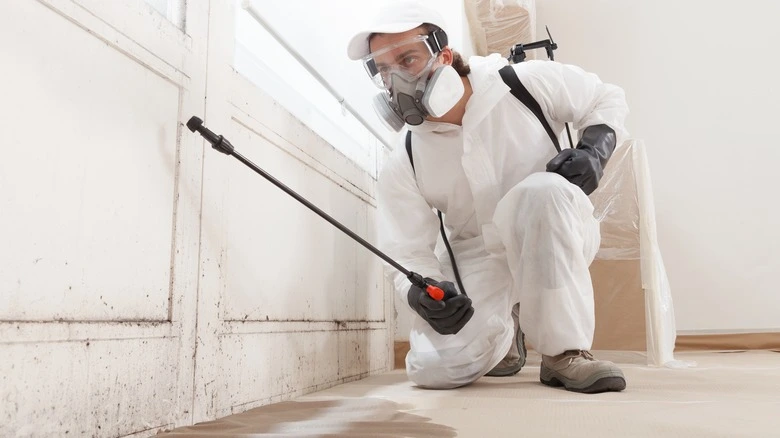 Professional Mold Removers