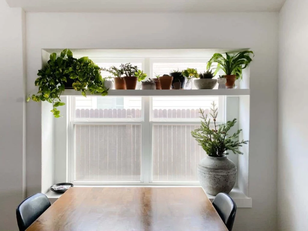 Maintaining Your Window Shelf and Plants