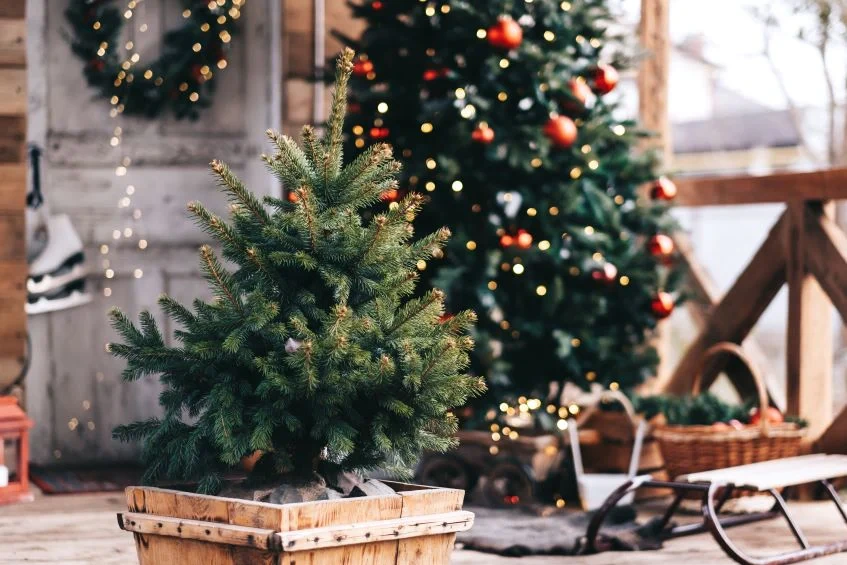 Selecting the Best Decorations for Your Outdoor Christmas Tree