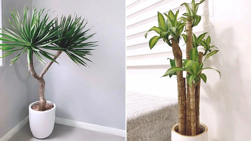 Artificial Ferns and Tropical Plants