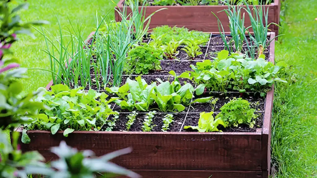 Square Foot Gardening Beds